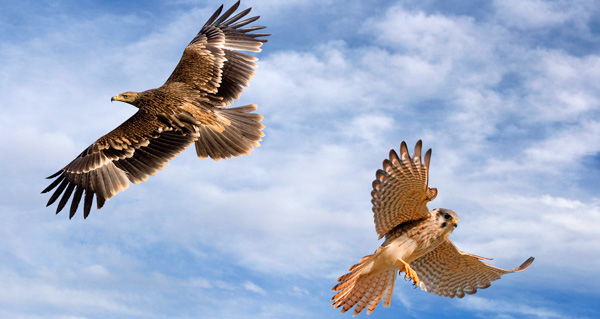 águila y halcón