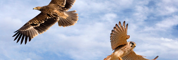 Águila y halcón